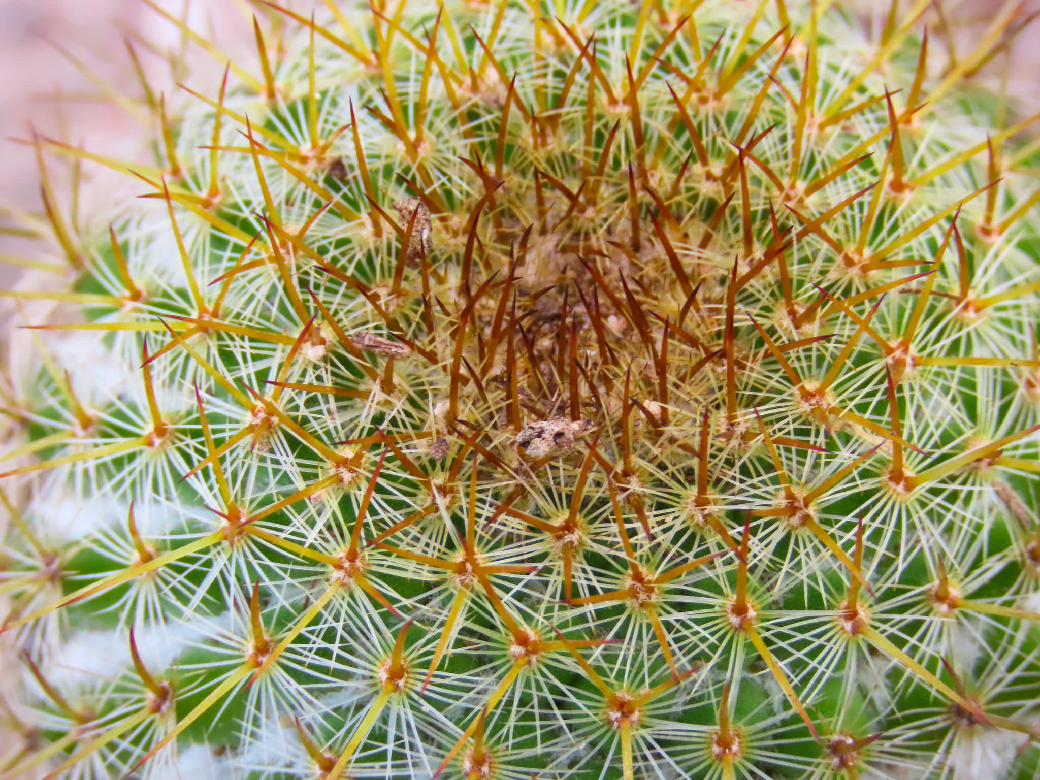 Mammillaria columbiana subsp. Yucatanensis